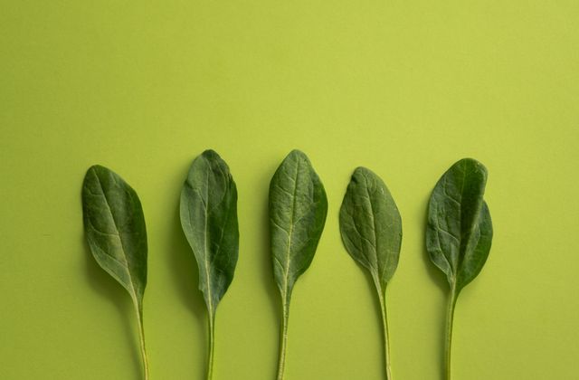 Fresh spinach leaves